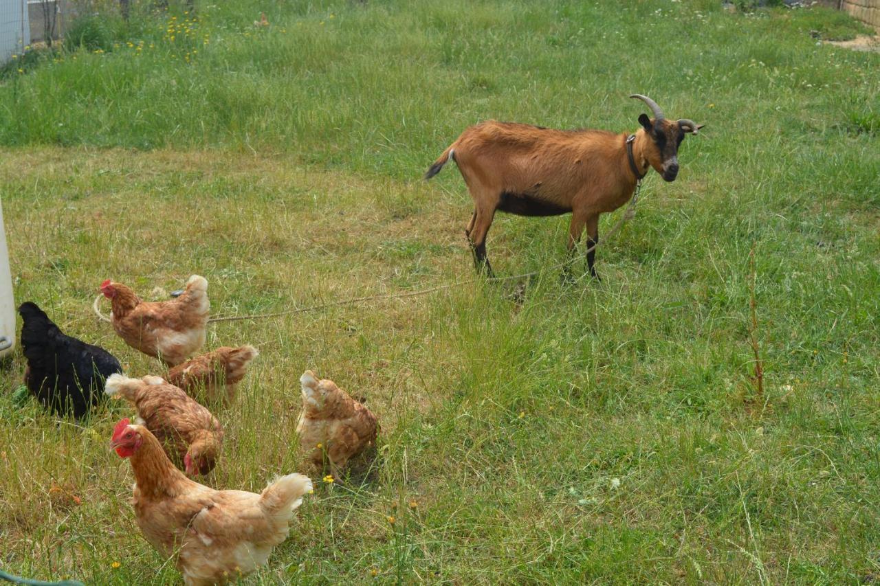 Detente Et Confort - Gite Baie Bocage Sartilly-Baie-Bocage Eksteriør bilde
